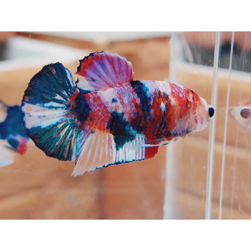 Rekber Cupang YellowBase Multy