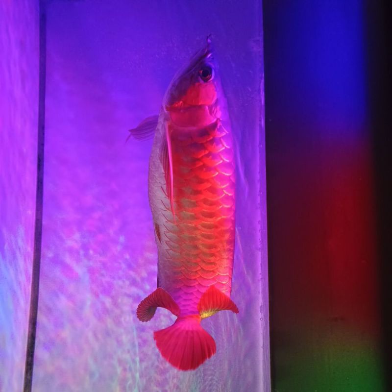ikan arwana super red 40cm