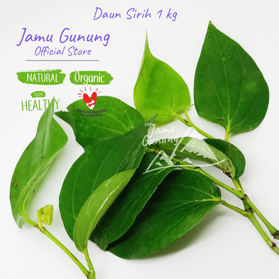 

Daun Sirih Hijau Segar 1 kg Organik - Cocok untuk Nyirih