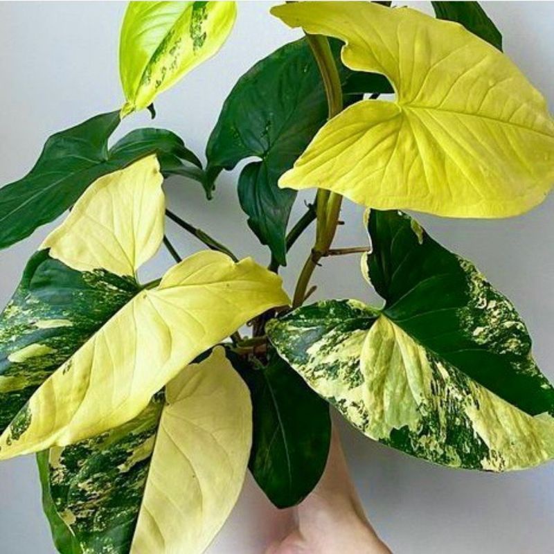PROMO  Tanaman Hias Syngonium Variegata Yellow / Syngonium Var Kuning