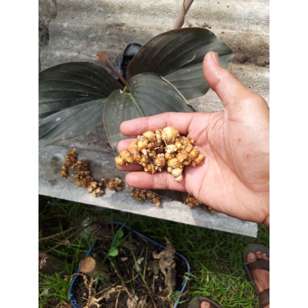 

Rimpang(umbi) kencur daun hitam 25gr