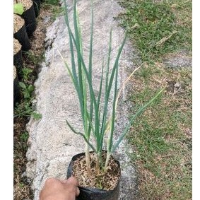 Tanaman Daun prei allium porrum daun pre bawang bakul kembang