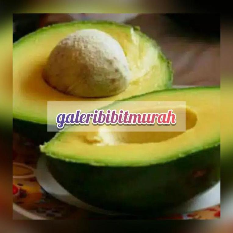 BIBIT ALPUKAT MIKI JUMBO