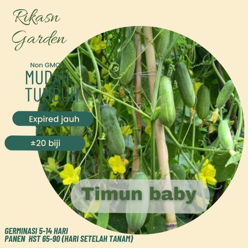 KHUSUS BATAM, BARELANG, BELAKANG PADANG benih biji bibit timun baby