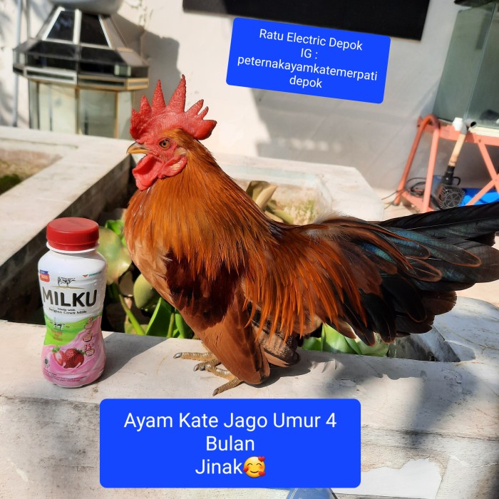 AYAM HIAS / AYAM KATE JAGO / AYAM KATE SUPER KATE ORIGINAL