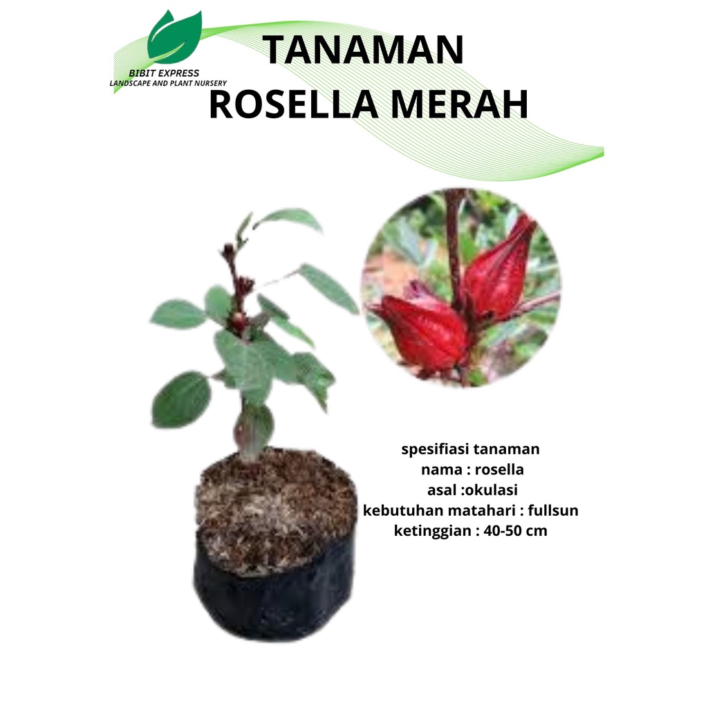 Bibit Tanaman Rosella/Bibit teh rosella