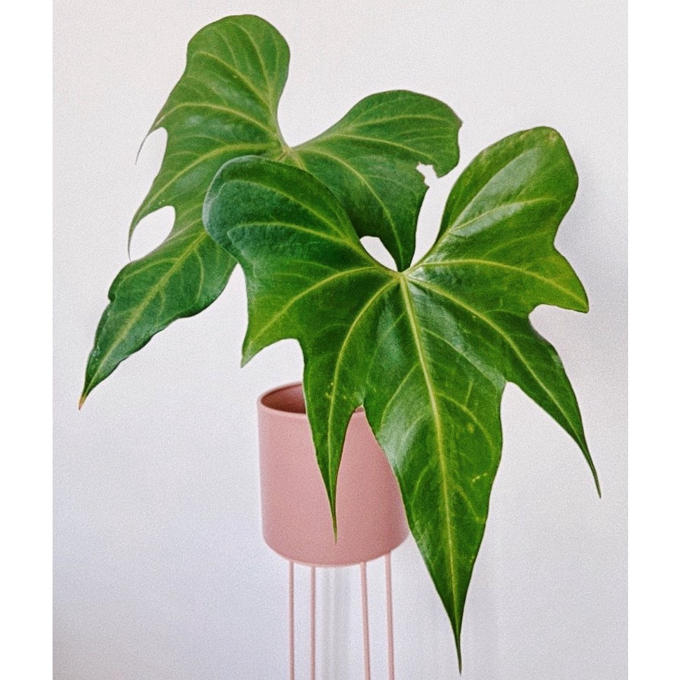 Anthurium Macrolobium / Anturium macrobium makrobium / Anturium kelelawar