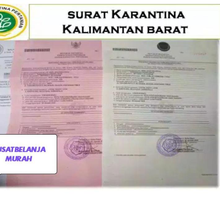 

EXCLUSIVE!Akar Bajakah kalalawit kering 1 kg Siap Seduh 100% Original bajakah asli Kalimantan kayu bajakah|SQ2