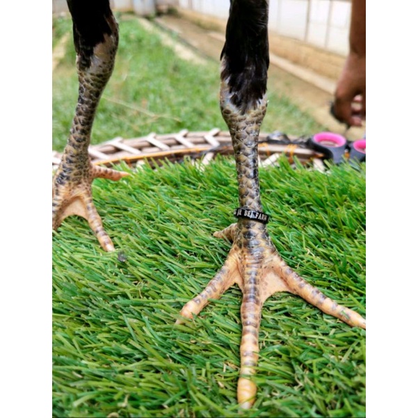 PROMO MURAH GELANG AYAM BAHAN PLASTIK BISA CUSTOM NAMA UNTUK PENANDA AYAM