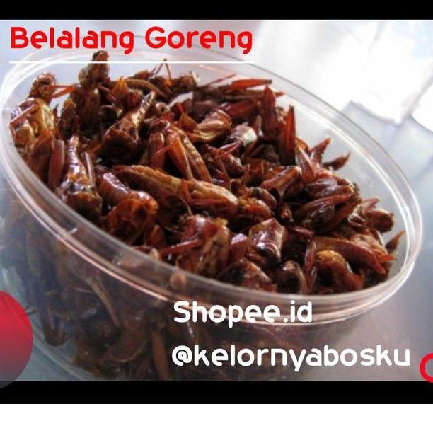 

[R-7T ☛] Belalang Goreng Enak / Walang Goreng Kemasan Toples 100 Gram-terviral