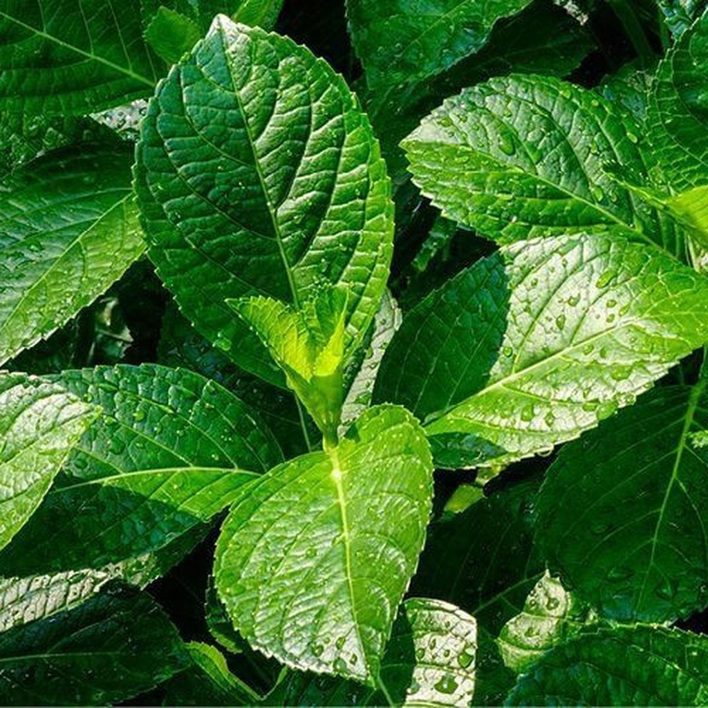 Daun Pecah Beling 100 Gram - Obat batu Ginjal Kencing Manis Sembelit dan Wasir - Daun Keji Beling Pesan Baru Petik