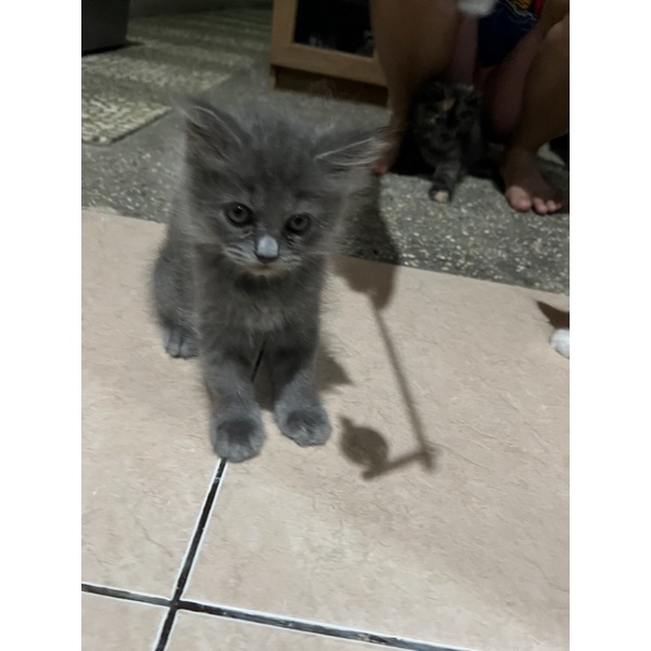 kucing persia mix himalaya