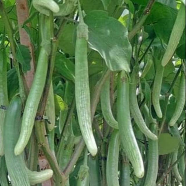 25 Benih Terong Telunjuk Lurik Sayuran Tunjuk Medan Unggul - Bibit Tanaman Sayur Sayuran