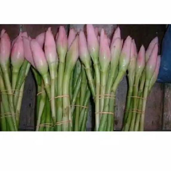 

11.11✔️Kincung /kecombrang ,berat 1kg|KD6