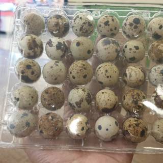 Mika telur puyuh 30 butir