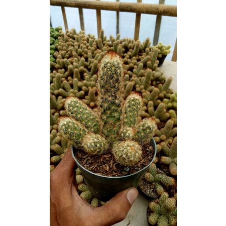 kaktus Elongata duri merah+pot 10cm