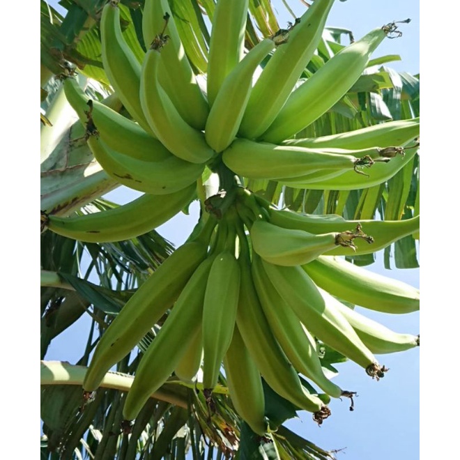 Pupuk Booster Organik Pelebat Buah Pisang Dan Perangsang Agar Cepat Berbuah