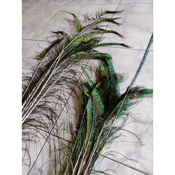 BURU BURUNG MERAK ASLI ORIGINAL(TANPA MATA) BUKAN SINTETIS