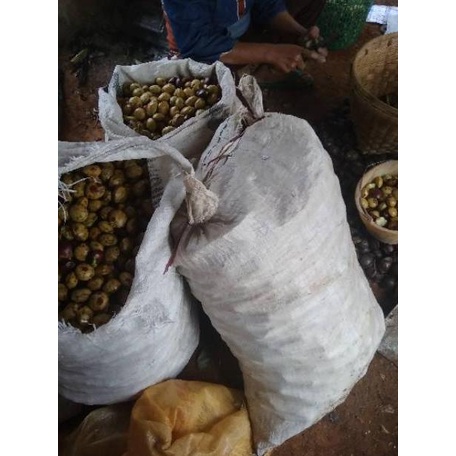 

PROMO SPESIAL Jengkol tua 1kg ♪ 893