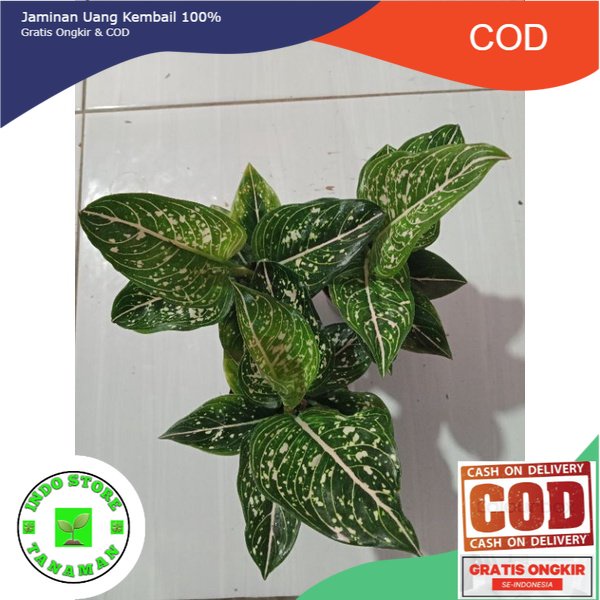 Aglonema Siti nurhaliza