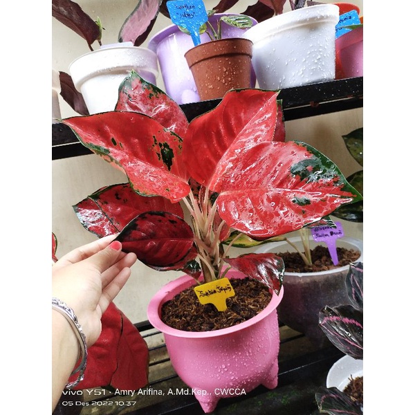 Aglonema Suksom jaipong dewasa Rimbun