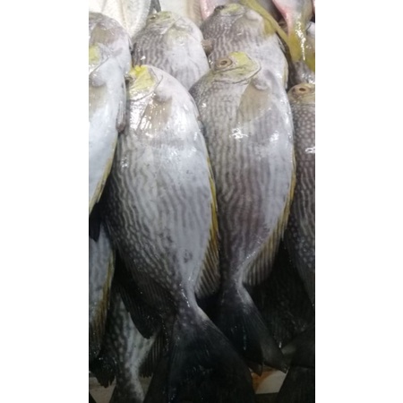 Jual Ikan Baronang Tulis Kg Shopee Indonesia