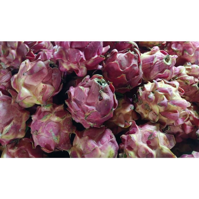 

Buah Naga Fresh 1kg satu kilo manis mantap