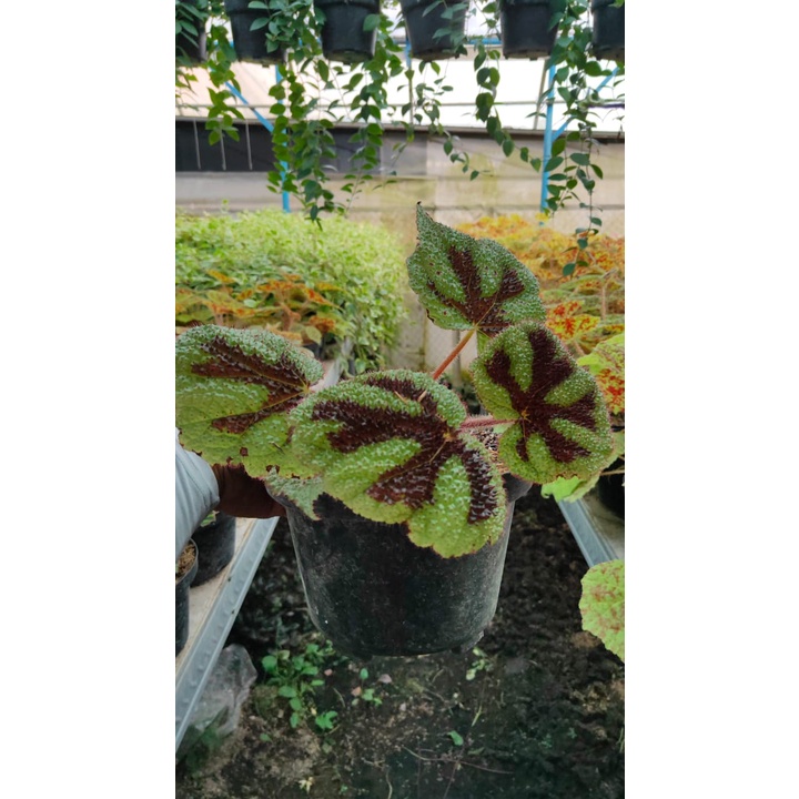 Tanaman Hias Begonia Iron Cross Tapak Macan - Bunga Begonia MASONIANA IRON CROSS