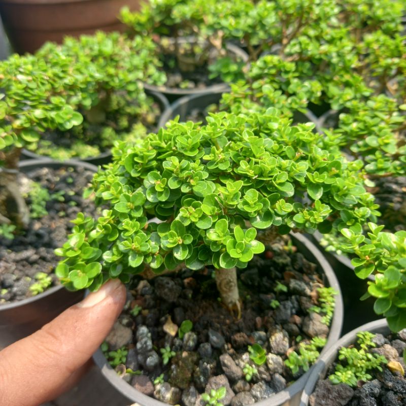 sancang mame sudah jadi
