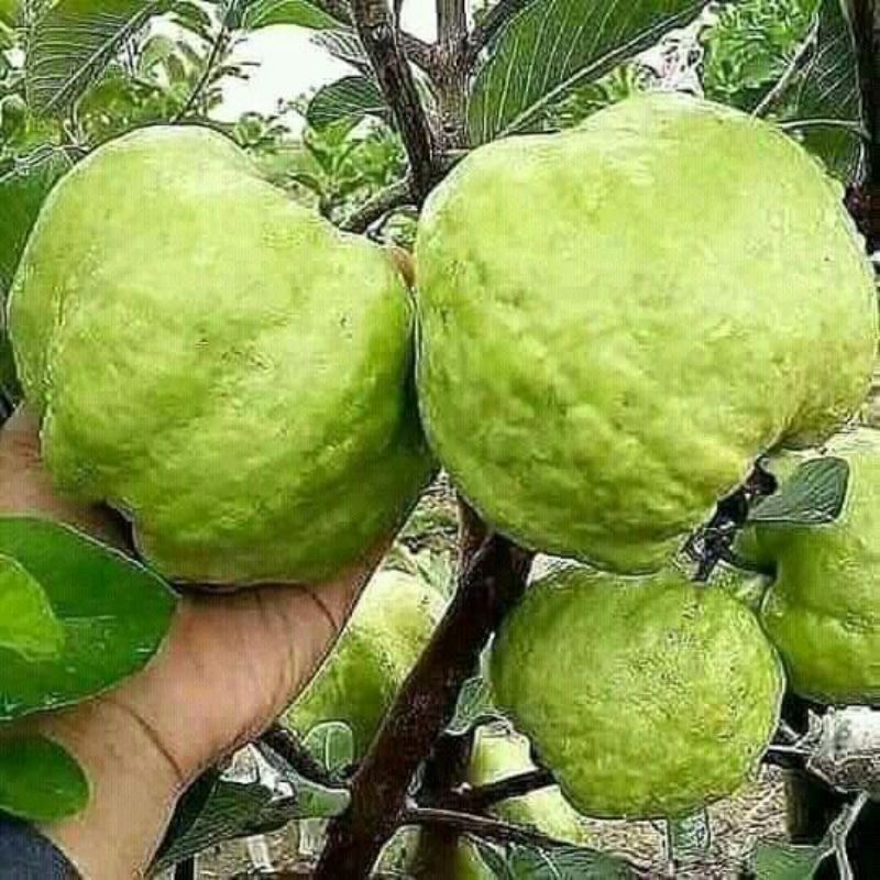 

Jambu Kristal Frees Baru Petik Dari Pohon 1Kg