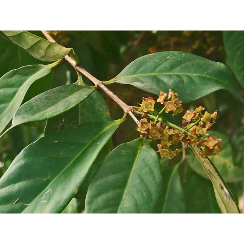 

Daun salam segar /bumbu dapur