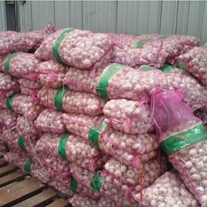 BAWANG PUTIH KUALITAS SUPER