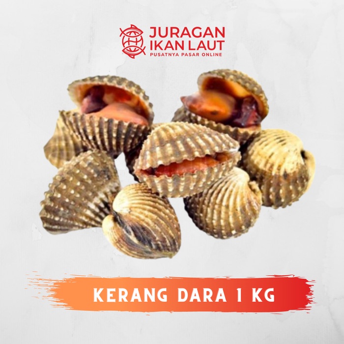 

Kerang Dara Segar - 1 Kilogram JABODETABEK