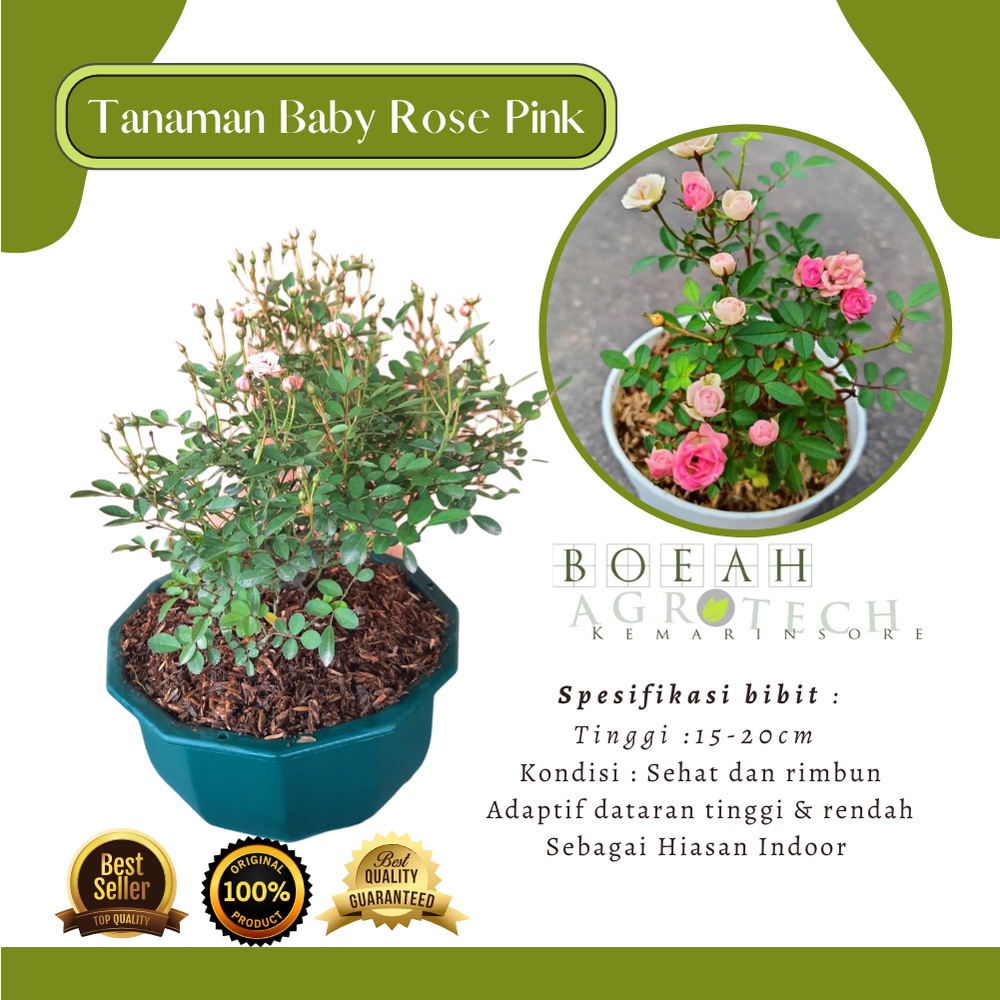 Bibit Tanaman Hias Bunga Baby Rose Pink Ukuran Kecil Sudah Berbunga/ Mawar Baby Pink