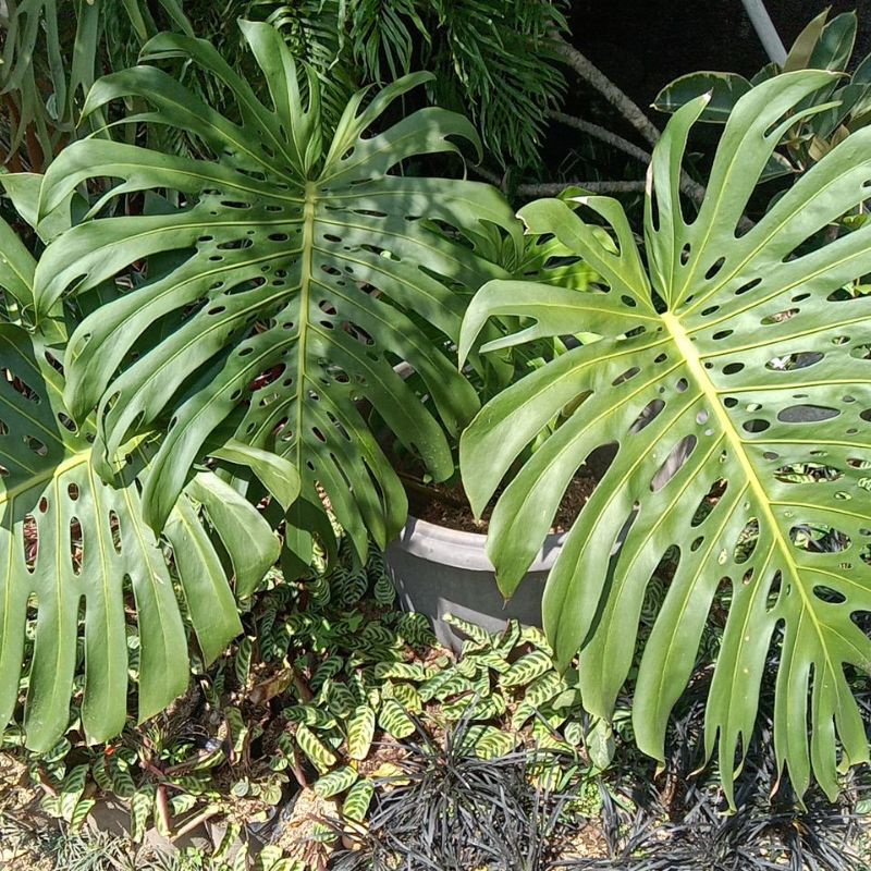 tanaman hias monstera king jumbo