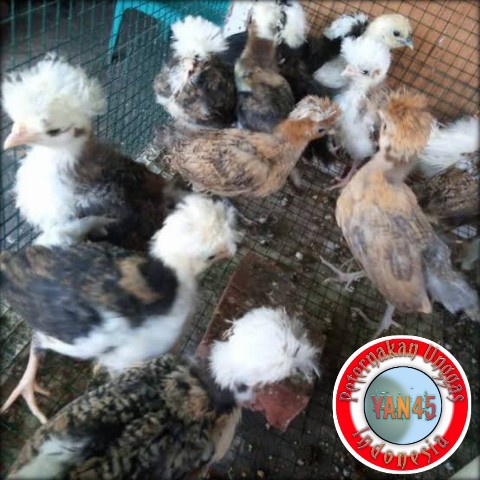 AYAM POLAND AYAM HIAS AYAM JAMBUL USIA 2 BULAN YAN45