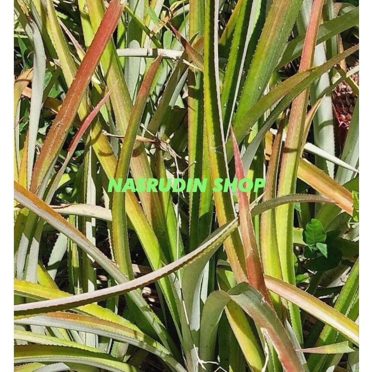

DAUN NANAS SEGAR LANGSUNG PETIK