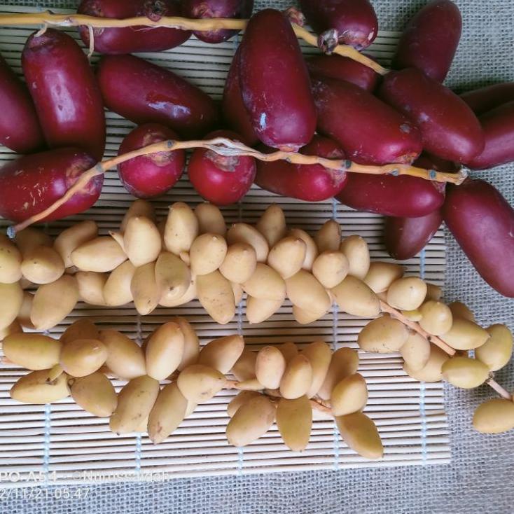 

Ready kurma muda promil kuning 1 kg fresh 40 ➫