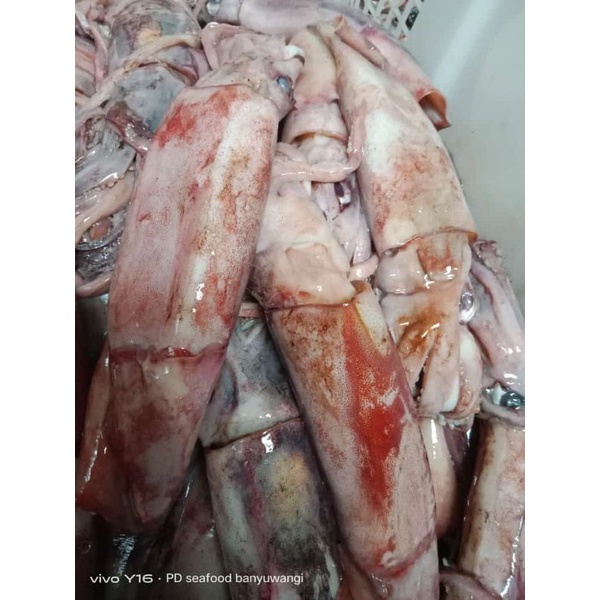 

cumi sotong