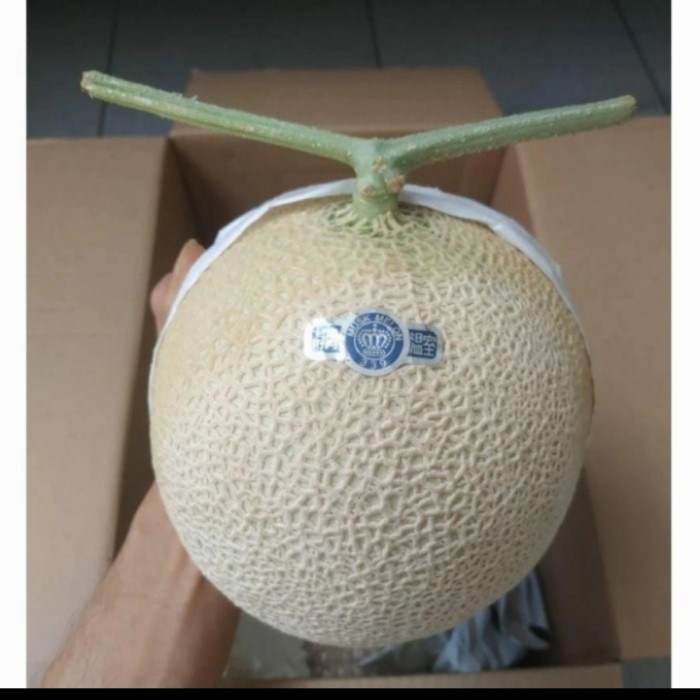 

Buah melon Jepang premium musck crow fresh infort original japan