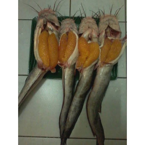 

Ikan Sembilang Bertelur 1kg
