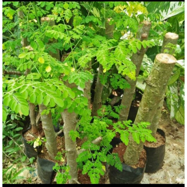 Jual Bibit Pohon Kelor Setek Batang Daun Kelor Per Tanaman Shopee Indonesia