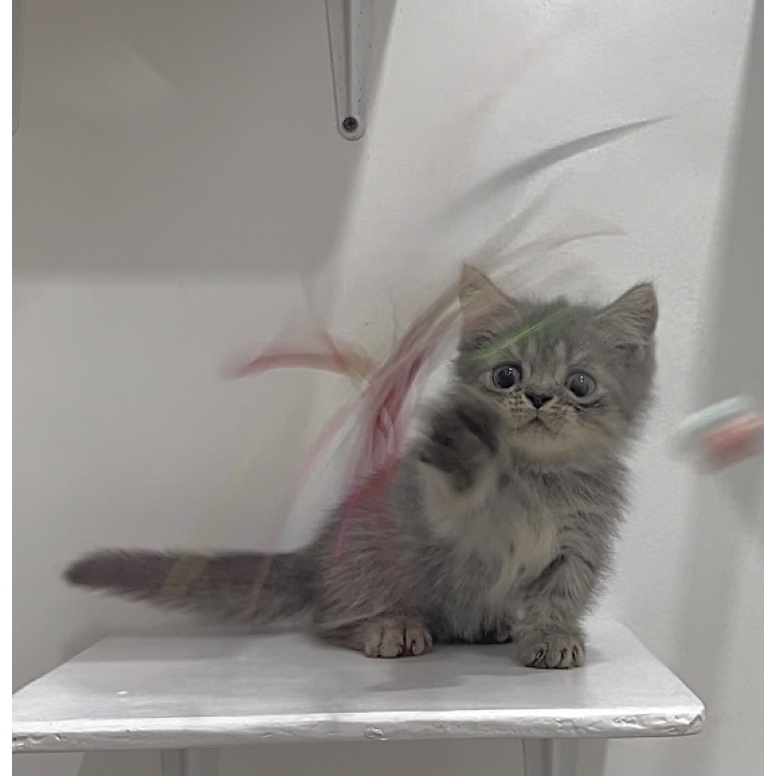 Munchkin kucing kitten cebol gemoy lucu abu abu blue solid boneka kaki pendek