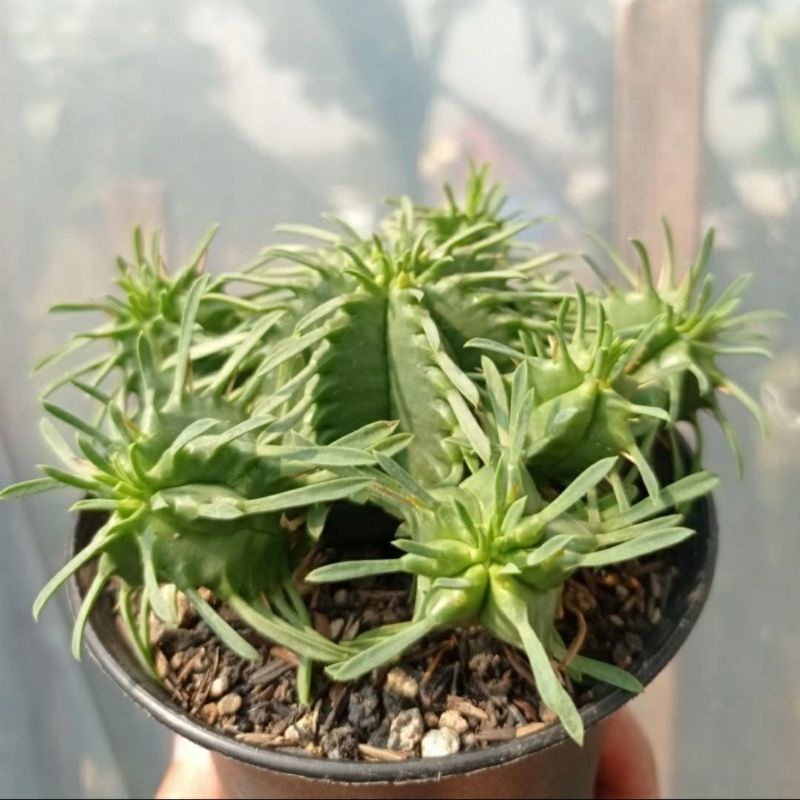 Euphorbia Pulvinata | Octopus Cactus | Kaktus Gurita | Paketan Sukulen Satuan Bebas Pilih Jenis Seku