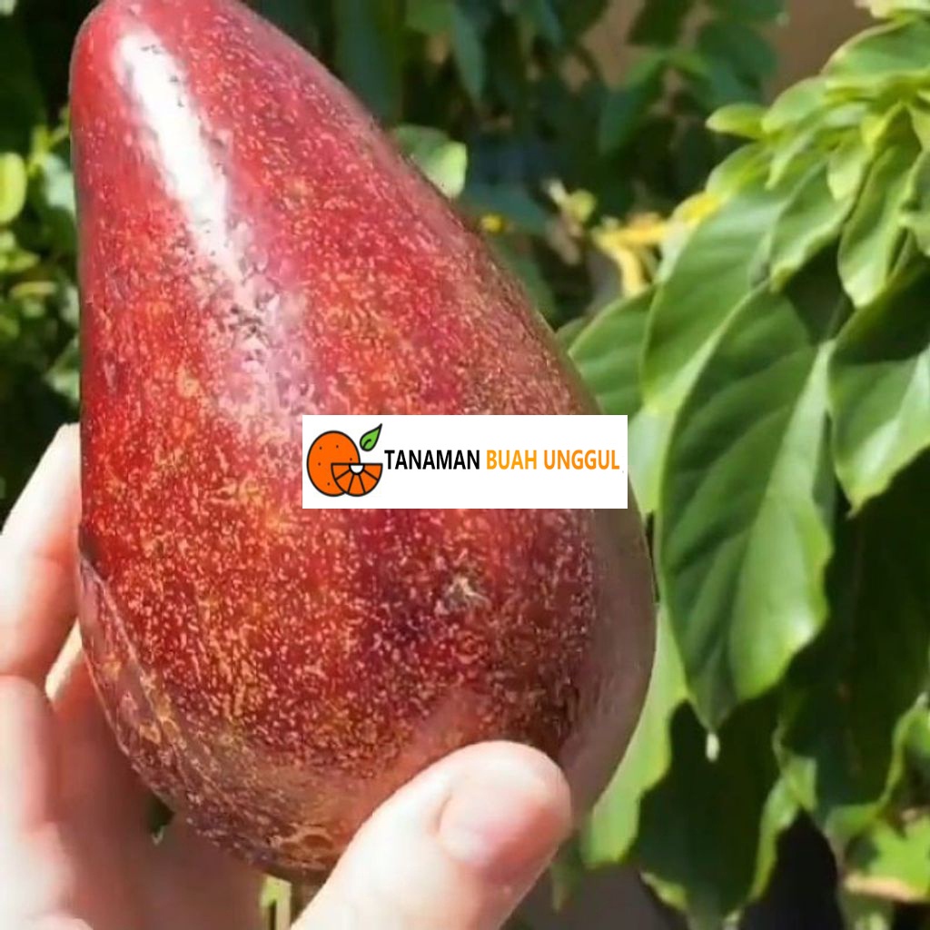 Bibit Alpukat Red Vietnam 1 meter batang besar