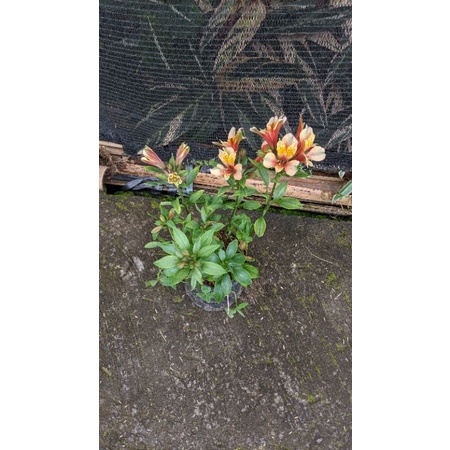 Tanaman Hias Bunga Astromelia Peruvian Lily Flower Alstromelia orange