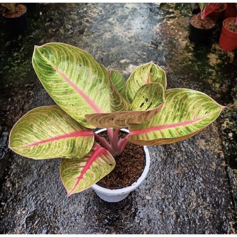 aglonema Goliat trah merah asli tanian lokal anti baday