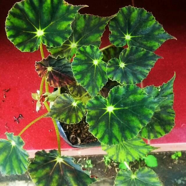 Tanaman Hias Begonia Cleopatra Bintang - Bunga Begonia CLEOPATRA BINTANG