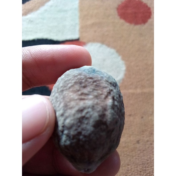 muncang/kemiri jabra