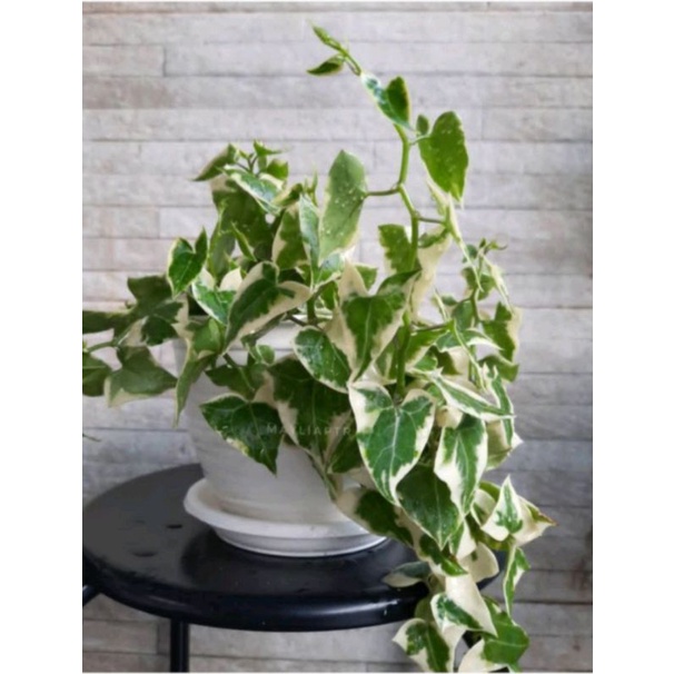 English Ivy varigata daun tebal / tanaman hias indoor outdoor / tanaman gantung